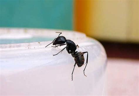 臥室桌子風水 家裡突然 很多螞蟻